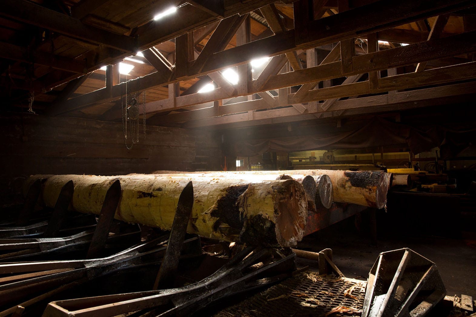 Hammond Lumber Company Sawmill Belgrade Logs waiting to be processed