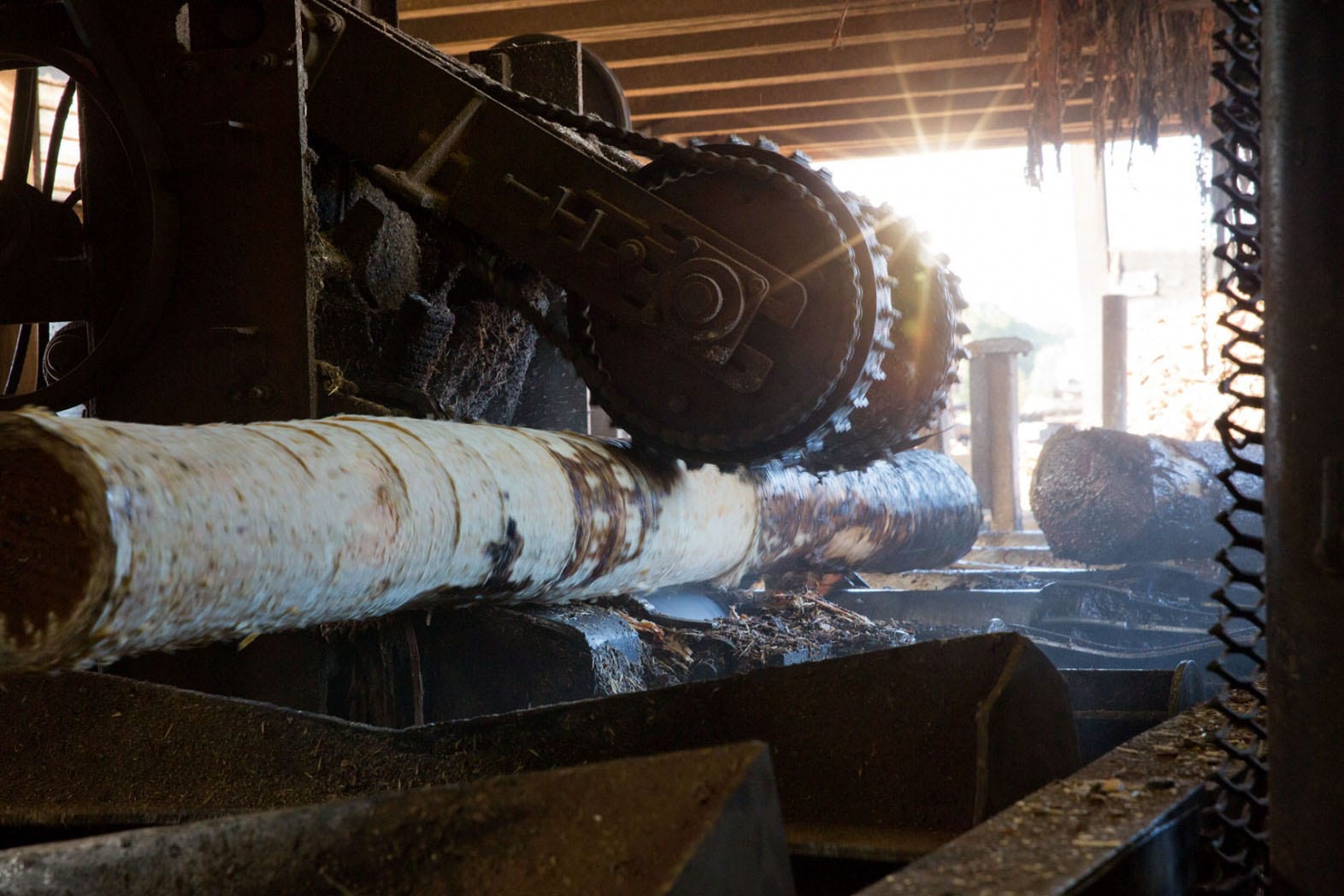 Hammond Lumber Company Sawmill Logs