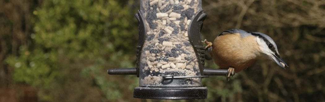 Bird Feed at Hammond Lumber Company