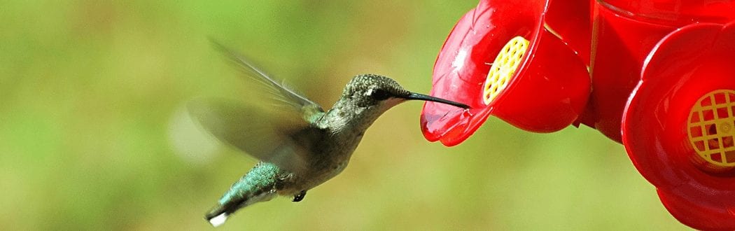 Hummingbird Feeders Hammond Lumber Company