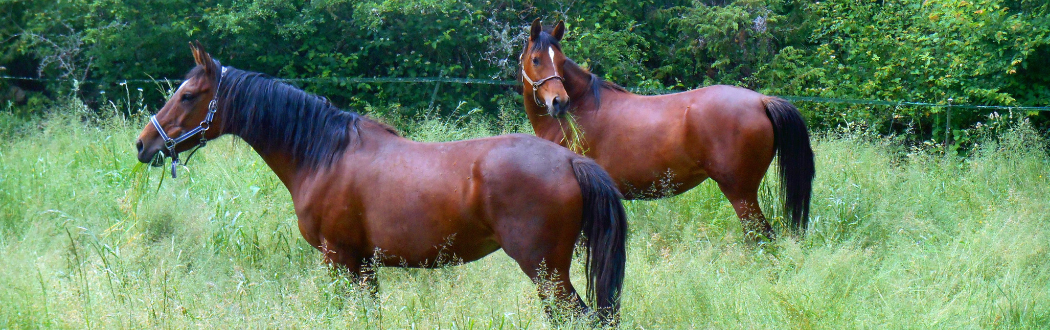 Horse Feed Hammond Lumber Company