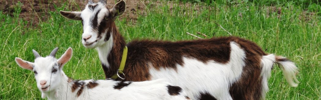 Goat Feed Hammond Lumber Company